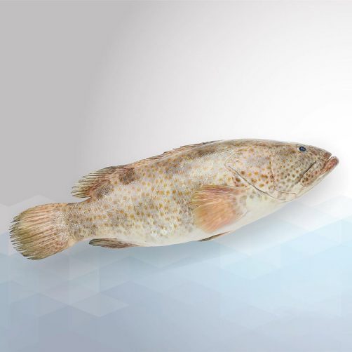 ماهی هامور اصلی - بسته پنج کیلویی - Image 2