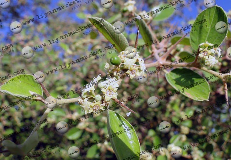 خواص عسل طبیعی کنار بوشهر