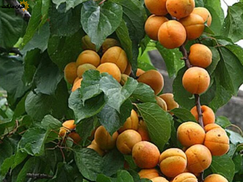 نحوه استفاده از میوه کنار