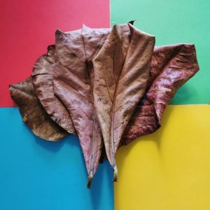 برگ گاروم زنگی