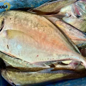 ماهی جش سفید | بسته پنج کیلویی