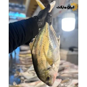 ماهی جش سفید