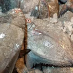 ماهی حلوا سیاه