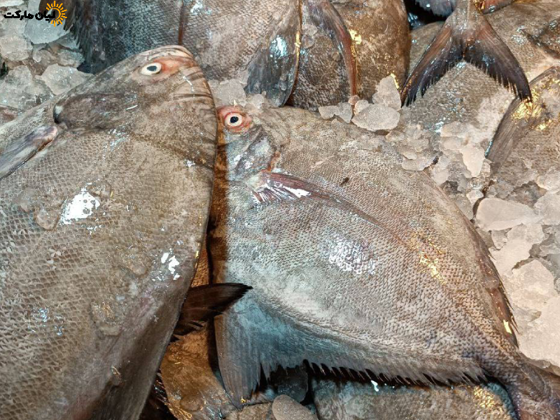ماهی حلوا سیاه
